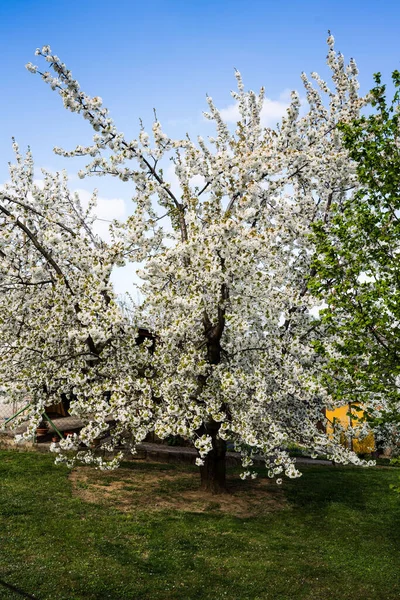 開花した木のある屋外公園の美しい景色 — ストック写真