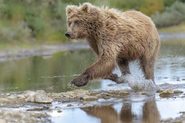 Alaska Katmai Bir Nehirde Balık Yakalayan Kahverengi Bir Ayı — Stok fotoğraf