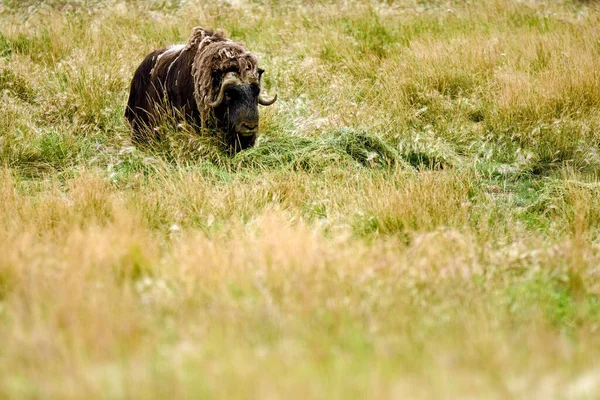 Musk Oxen Ovibos Moschatus Yukon Territory Canada — Foto de Stock