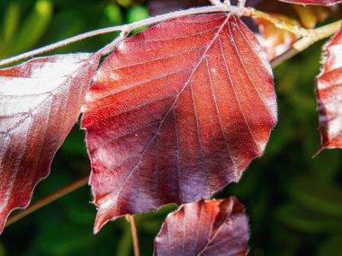 Güneş ışığının altında kahverengi yapraklı bir dala yakın çekim