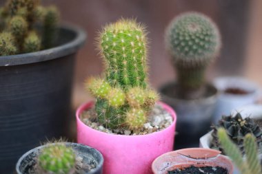 Kaktüslerin saksıdaki küçük farklı türlerinin yakın plan çekimi.