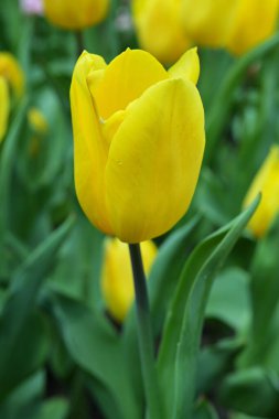 Lale çiçekleri genellikle büyük ve parlak sıcak renklerle gösterişlidir: kırmızı, pembe, sarı veya beyaz, ve genellikle farklı renkte lekeleri vardır..