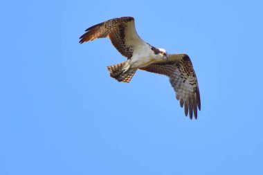 Mavi gökyüzünde uçan bir kartalın yakın çekimi.