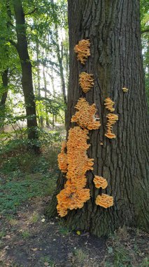 Ormandaki bir ağaç gövdesine dikey portakal mantarı resmi.