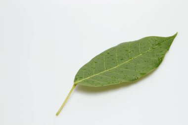 İzole edilmiş beyaz zemin üzerinde su damlaları ile yeşil yaprak Yumuşak ışık ve kopyalama alanı.