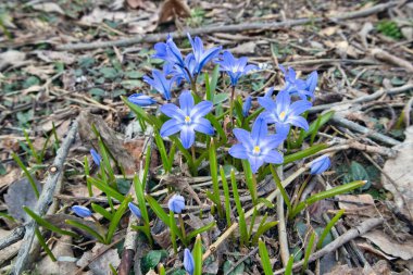 Baharın ihtişamlı, taze çiçekleri baharın bahçesinde