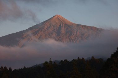 yemyeşil ağaçlarla dolu bir manzara ve arka planda sisli bir dağ.
