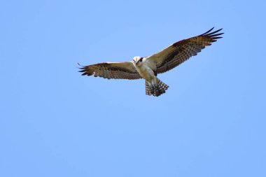 Mavi gökyüzünde uçan bir Osprey