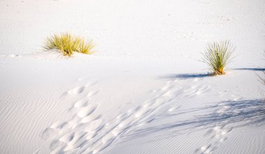 Güneşli bir günde New Mexico 'daki White Sands Ulusal Parkı