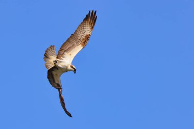 Mavi gökyüzünde süzülen bir Osprey manzarası
