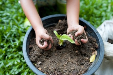 Tomurcuklanan yeşil bitki çevresi kavramının yakınında toprak tutan ellerin yakın çekimi.