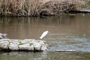 Beyaz bir Ardeidae kuşu suda, gölde, doğada, vahşi doğada yiyecek arıyor.
