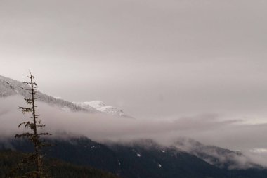 Arka planda hafif sisli gökyüzü ile küçük bir bitki ve duman dağlarının güzel bir sahnesi.