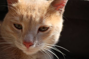 Yeşil gözlü, sevimli, kızıl bir kedinin portresi.