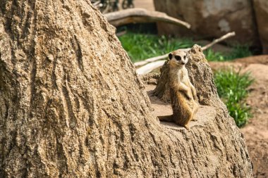 Hayvanat bahçesindeki mirketin seçici odak noktası.