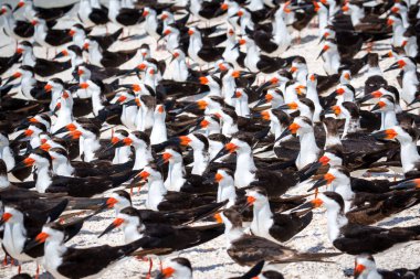 Florida 'da güneş ışığında mavi gökyüzüne karşı duran bir grup siyah kaypak.