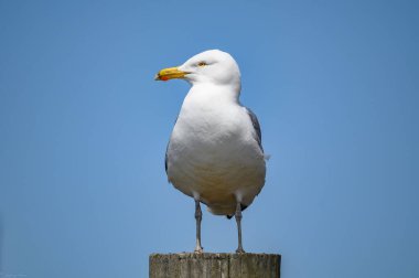 Güneşli bir günde mavi gökyüzüne karşı ağaçların üzerine tünemiş güzel bir martıya yakın çekim.