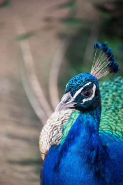 Yeşil ve mavi renkli güzel bir tavus kuşunun dikey görüntüsü