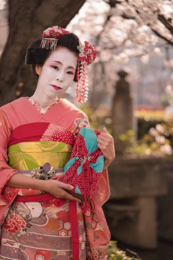 Kimonolu Maiko, Kyoto 'daki Kennin Tapınağı' nın köprüsünün yanındaki kiraz çiçeği ağacının önünde poz veriyor..