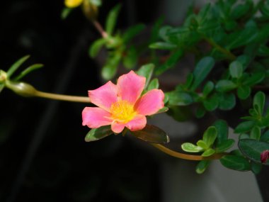 Portekiz 'in göbek bağının yakın çekimi, aynı zamanda kanat kapsülü purslane olarak da bilinir..