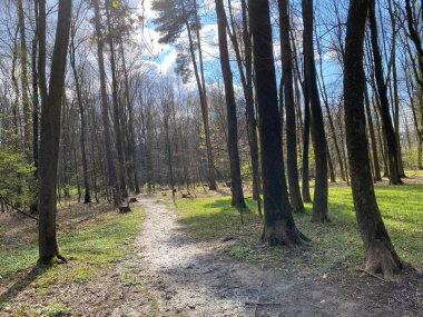 Mavi parlak gökyüzünün altındaki ağaçlarla çevrili bir patika manzarası