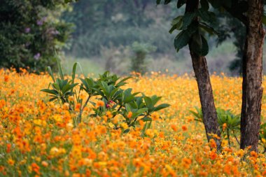 Turuncu kır çiçekleri ve yeşil bitkilerle dolu güzel bir tarla.