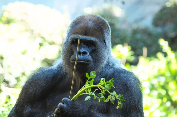 Strong Adult Black Gorilla Green Floor — Stock Photo, Image