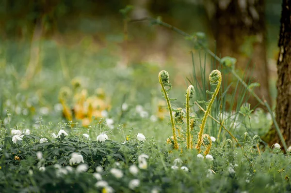 Primo Piano Piante Verdi Coltivate Nel Campo Primavera — Foto Stock