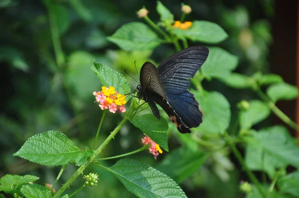 Zbliżenie Lepidoptera Malutkim Kolorowym Kwiatku — Zdjęcie stockowe