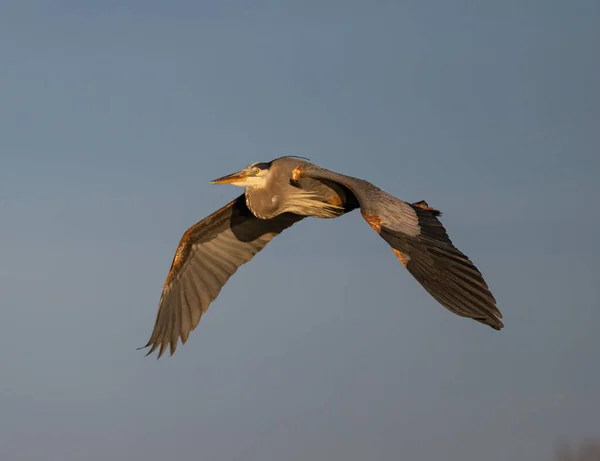 Een Prachtig Shot Van Een Grijze Reiger Vliegend Heldere Lucht — Stockfoto