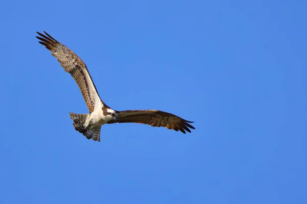 Osprey Lecący Błękitnym Niebie — Zdjęcie stockowe