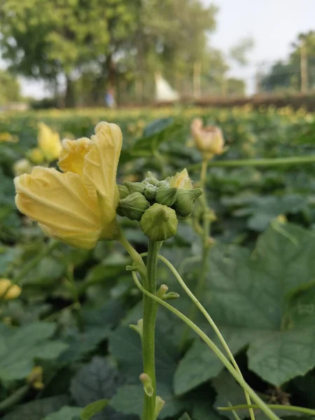 Luffa Aegyptiaca Sponge Gourd Egyptian Cucumber Vietnamese Luffa Annual Species — Stock Photo, Image