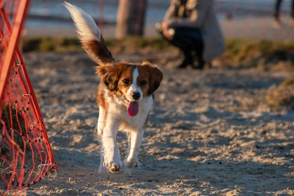 Zbliżenie Puszystego Holenderskiego Kooikerhondje Biegającego Plaży Piasku Językiem Wierzchu — Zdjęcie stockowe