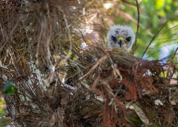 巣の中で赤ちゃんの鷹のクローズアップショット — ストック写真