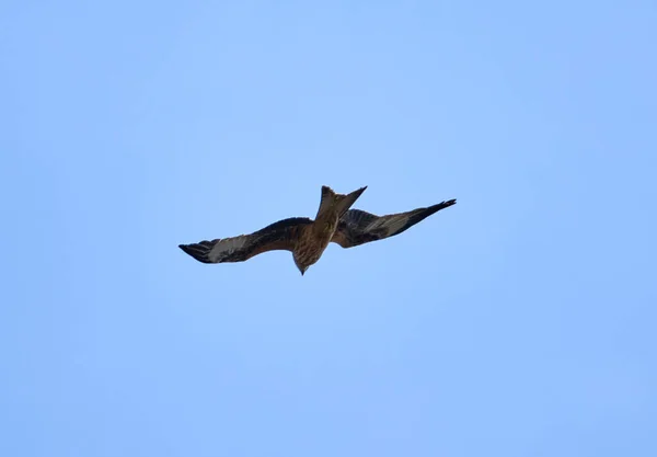 Een Uitzicht Van Een Prachtige Vlieger Vogel Vliegend Een Lucht — Stockfoto