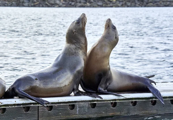 A closeup of two adorable sea lions looking up on a blurred water background