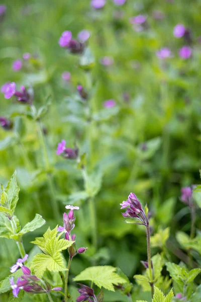 Tiro Vertical Flores Silvestres Roxas Campo — Fotografia de Stock