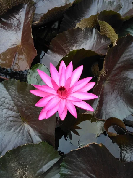 Vertical Shot Pink Waterlily — Stock Photo, Image