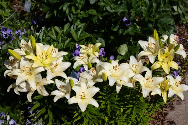 Uma Bela Vista Flores Lírio Jardim — Fotografia de Stock