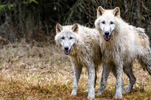 Twee Witte Poolwolven Kijken Recht Naar Camera Hun Natuurlijke Habitat — Stockfoto