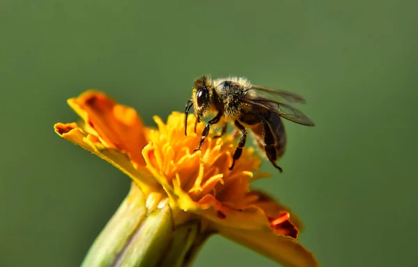 Tiro Foco Seletivo Uma Abelha Sentada Uma Flor Coletando Néctar — Fotografia de Stock