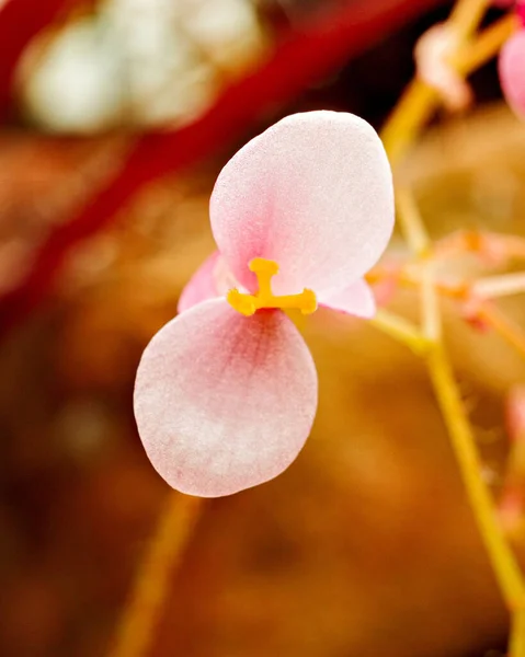 Tiro Vertical Uma Flor Orquídea Rosa Contra Fundo Borrado — Fotografia de Stock