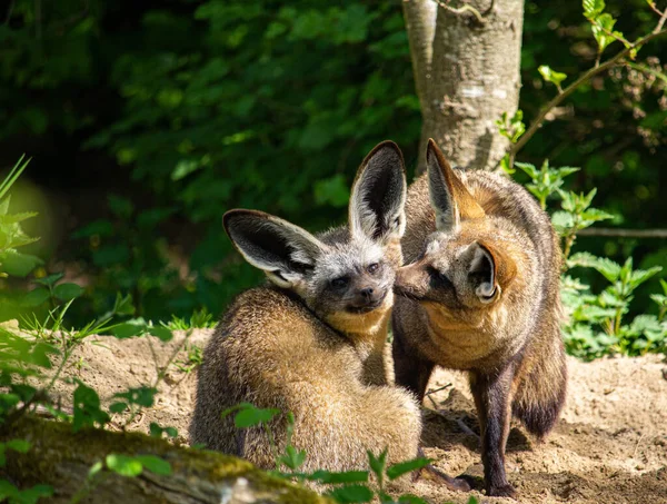 背景がぼやけている森の中で日光浴2匹のコウモリ耳狐の浅い焦点ショット — ストック写真