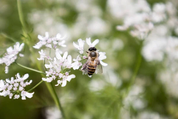 A bee collecting nectar from flower of coriander. scientific name of coriander is : Coriandrum sativum, Scientific Name of bee is: Anthophila