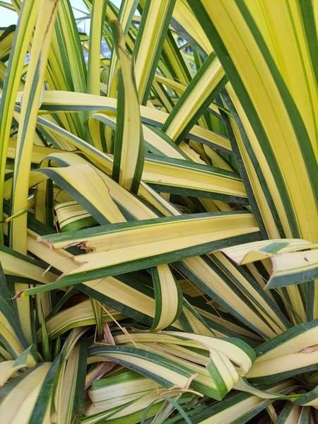 Vertical Closeup Chlorophytum Comosum Usually Called Spider Plant — Stock Photo, Image