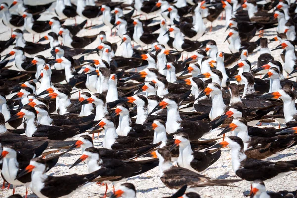 Florida 'da güneş ışığında mavi gökyüzüne karşı duran bir grup siyah kaypak.
