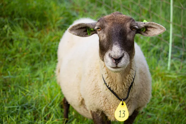 Närbild Skott Suffolk Får Bete Gård Dagsljus Med Grönt Gräs — Stockfoto