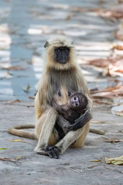 Langures Grises Madre Con Mono Bebé India Madhya Pradesh —  Fotos de Stock
