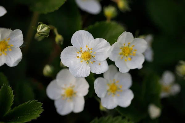 Top View Wild Strawberry Floewers Green Leaves Forest — Stock Photo, Image