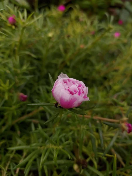 Вертикальный Снимок Красивого Розового Пиона — стоковое фото